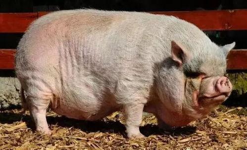 小猪崽子的爆料视频播放,幕后真相大曝光 第1张 小猪崽子的爆料视频播放,幕后真相大曝光 第1张